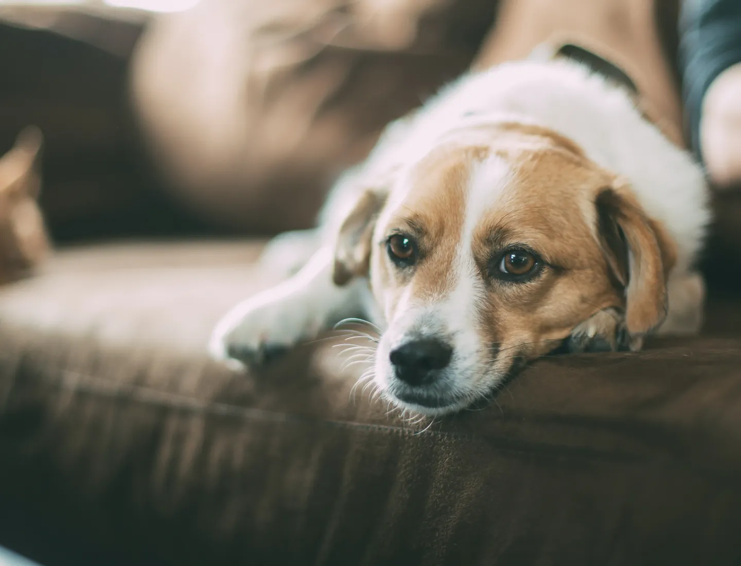 puppy on a couch